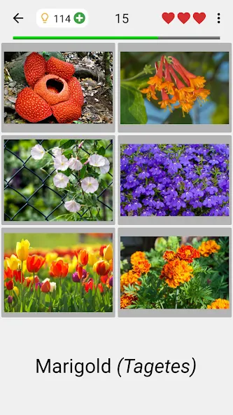 Скачать взлом Flowers Quiz — Identify Plants  [МОД Бесконечные деньги] — стабильная версия apk на Андроид screen 2