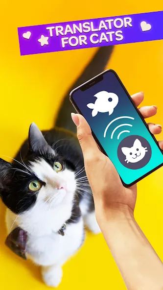 Взломанная Cat Translator Pet Talk Meow  [МОД Menu] — стабильная версия apk на Андроид screen 1