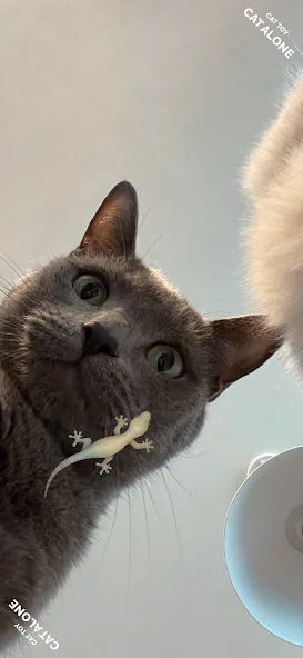 Скачать взлом CAT ALONE — Cat Toy (САТ ЭЛОУН)  [МОД Unlimited Money] — последняя версия apk на Андроид screen 1